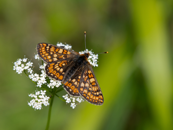 Marsh fritillary butterfly