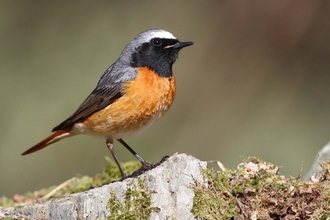 Redstart