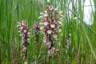 Marsh Helleborine