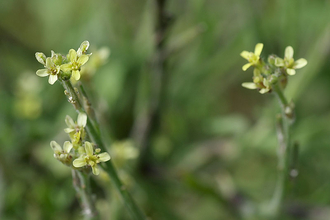 Hedge Mustard