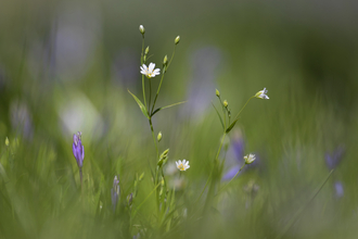 Stitchwort