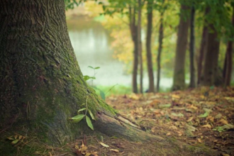 Image of a woodland