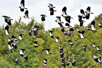 Lapwings in flight