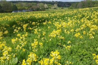 Yellow rattle