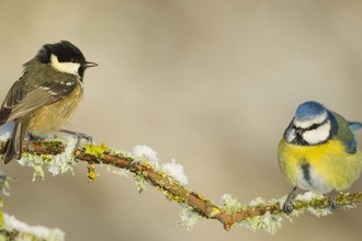 Garden birds perch on a frosty branch