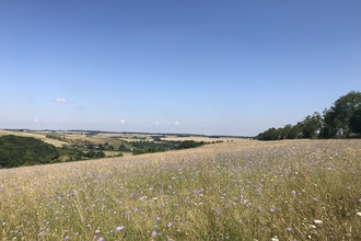 Coombe Bissett Down Wildflowers