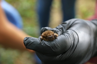 A picture of a bat held in a gloved hand with blurred background