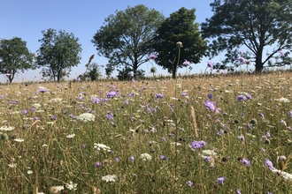 View of small devils bit scabious plants in a meadow with a line of mixed broadleaved trees in the background. 