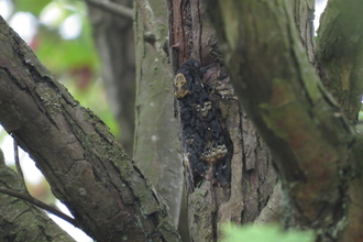 A death's-head hawk-moth clings to a tree trunk. The pale markings on its back resemble a skull