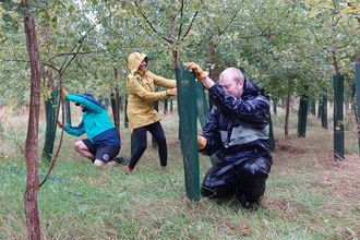 Three people removing guards from trees