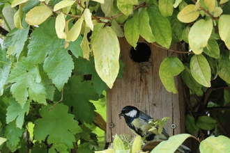 Bird and Birdhouse