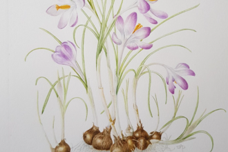 Botanical Drawing Crocus