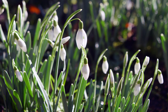 Snowdrops in Peppercoombe close-up