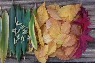 Natural Art Leaves