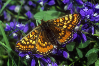 Marsh fritillary butterfly on purple flowers