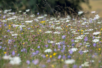 Purple, yellow and white wildflowers in tall grass