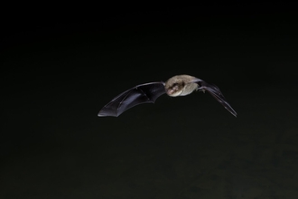 Bat