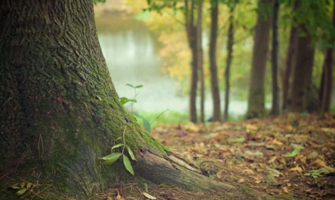 Image of a woodland