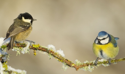 Garden birds perch on a frosty branch