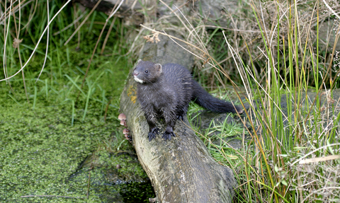 American mink