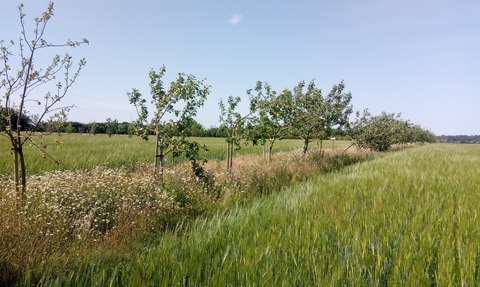 Agroforestry