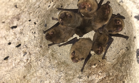 Picture shows a group of bats within a bat box 