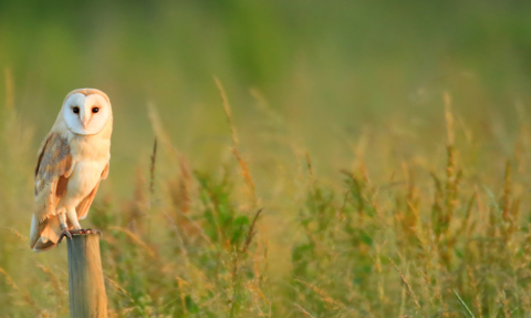 Picture of a barn owl sitting on a post within a field