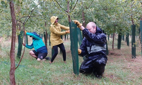 Three people removing guards from trees