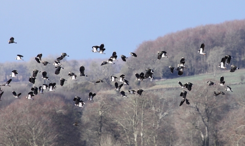 Lapwings fly over a Jordans farm in Dorset, The Wildlife Trusts