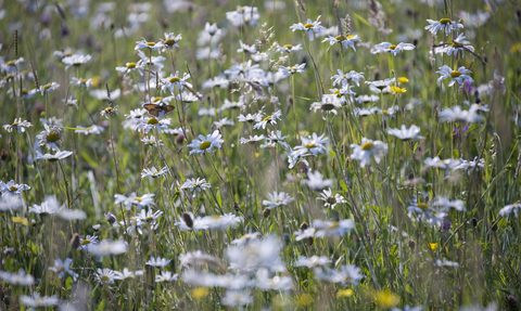 Blue wildflowers with butterfly in the centre
