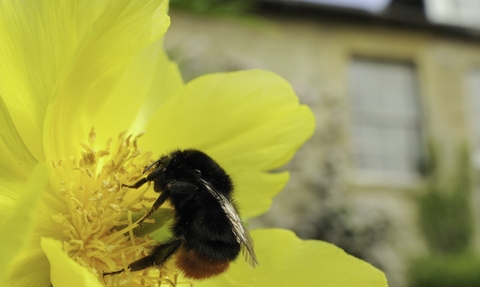Red tailed bumblebee on a yellow tree peony