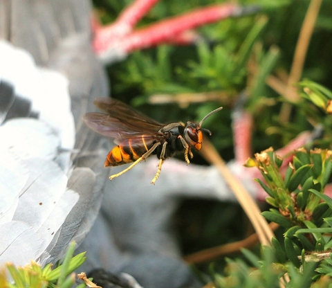 Beekeepers Call On The Public To Help Fight Record Asian Hornet ...