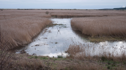 Reedbed