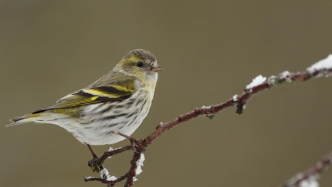 Siskin