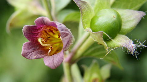 Deadly Nightshade