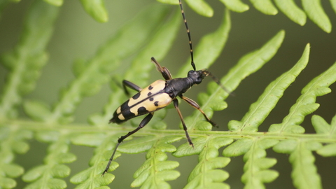 A black-and-yellow longhorn beetle clambering over a leaf