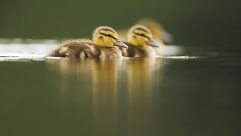 Image of ducklings