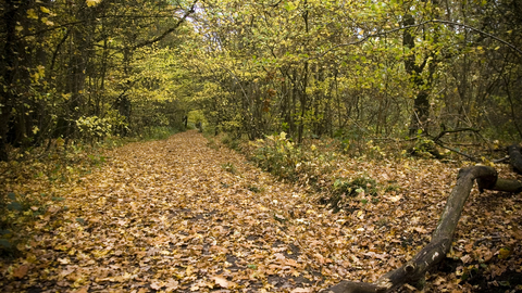 Green Lane Wood