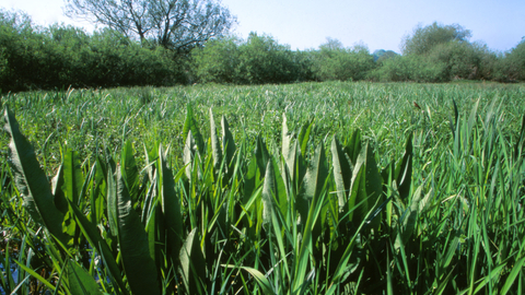 Ramsbury Meadow