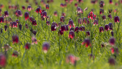 Snakeshead Fritillaries