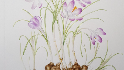 Botanical Drawing Crocus