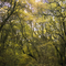 Green Lane Wood Trees and Leaves