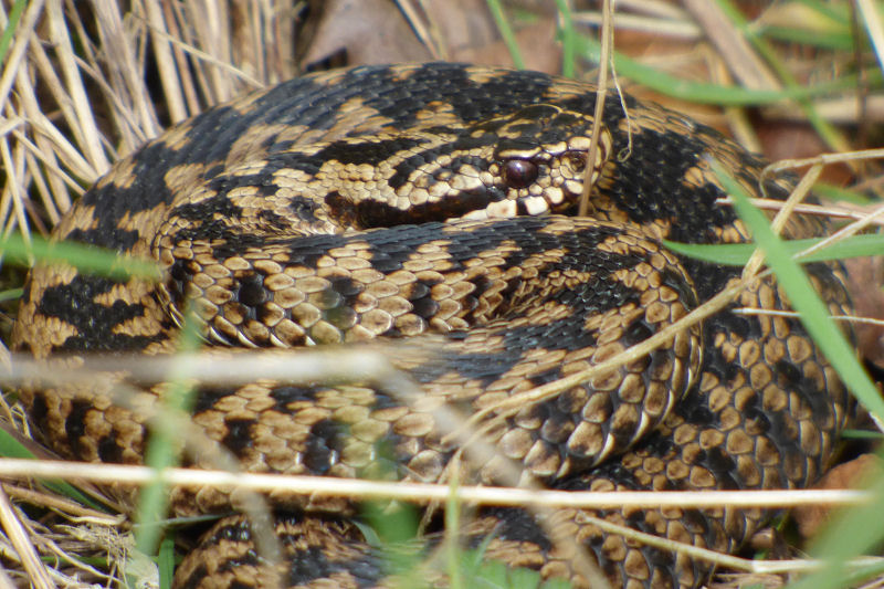 Wiltshire Wild Snaps | Wiltshire Wildlife Trust