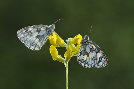 Marbled White butterflies on Meadow Vetchling