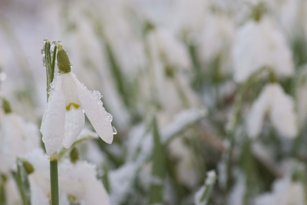 Snowdrops