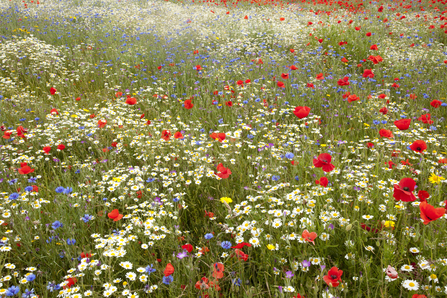 Wildflower meadow - Paul Hobson