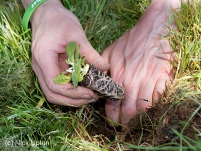 Photo of plug planting