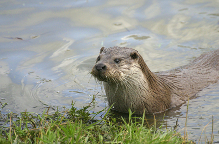 Otter