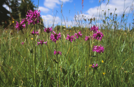 Cloatley Meadows