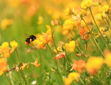 Red-tailed bumblebee